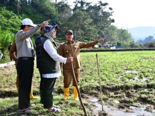 Wabup Tapteng Tinjau Lokasi Rehabilitasi Sawah Terdampak Bencana di Tukka